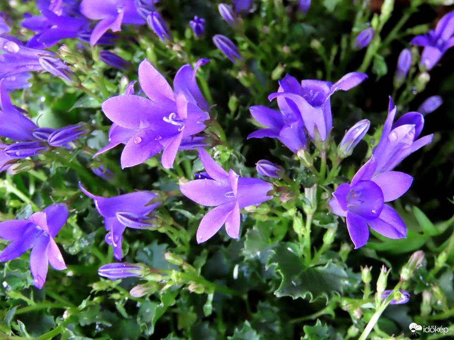 Harangvirág locsolás után