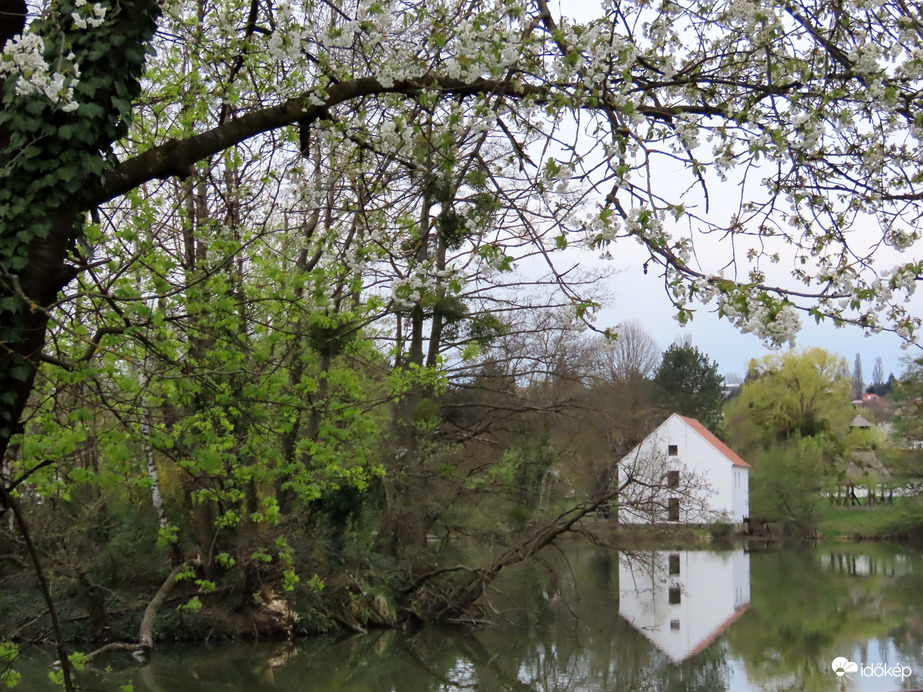 A Horgásztó vadcseresznye fával