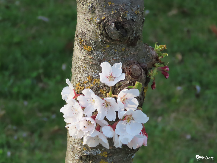 A fatörzs is virágzik