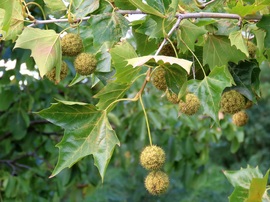 Platán