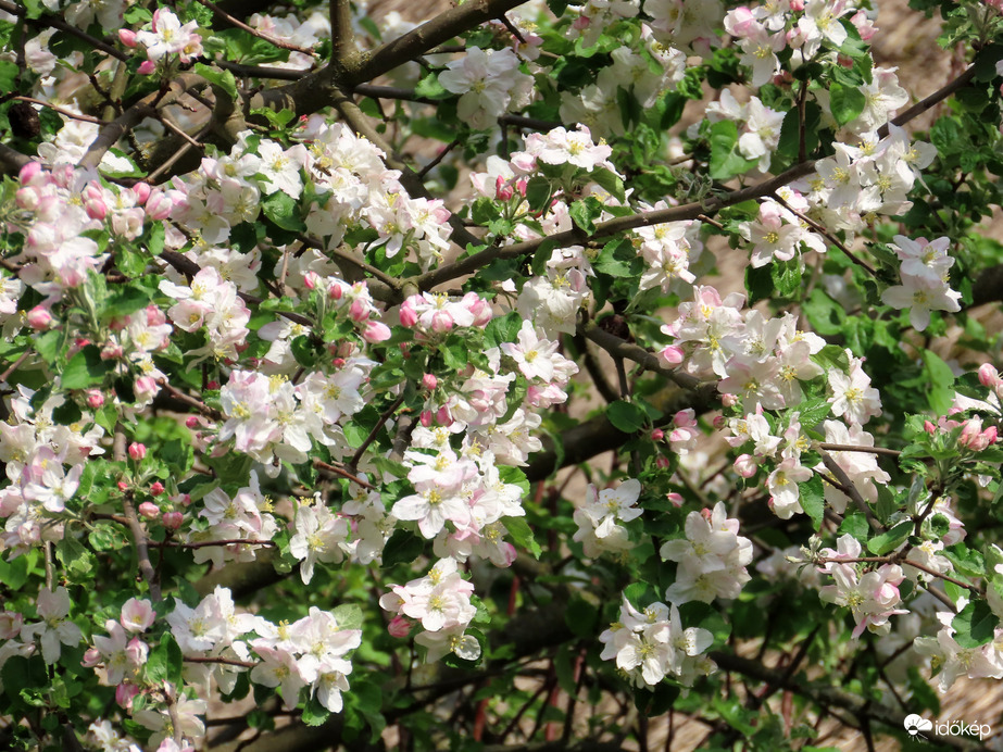 Teljes pompában a virágzó fák