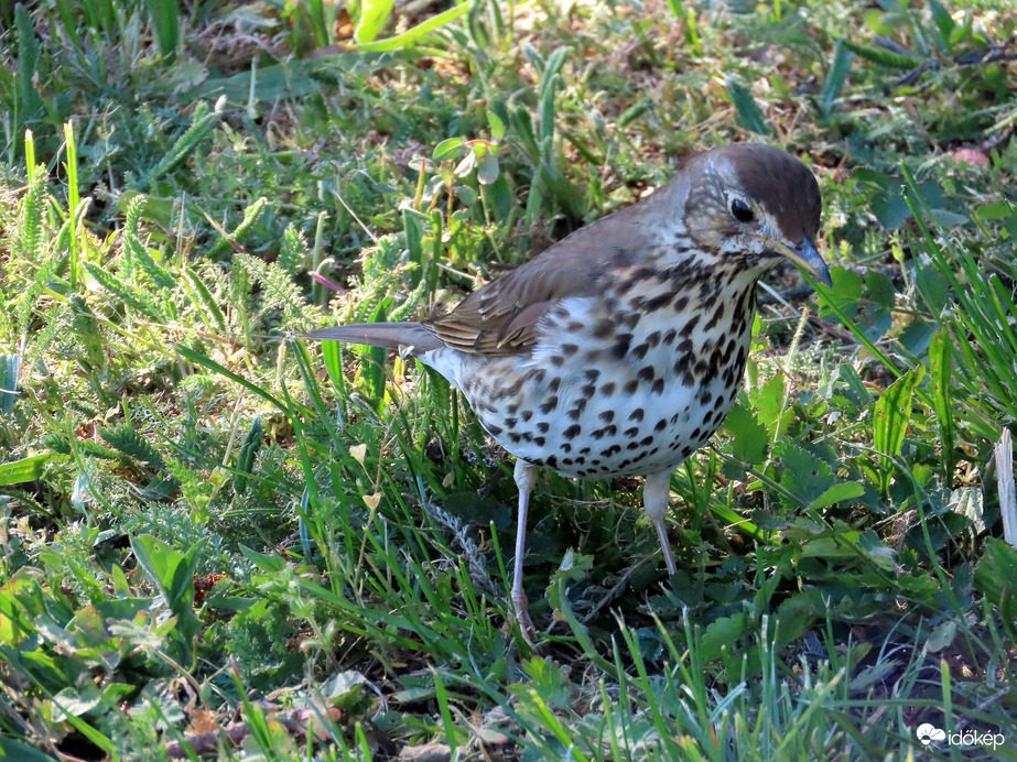 A figyelő