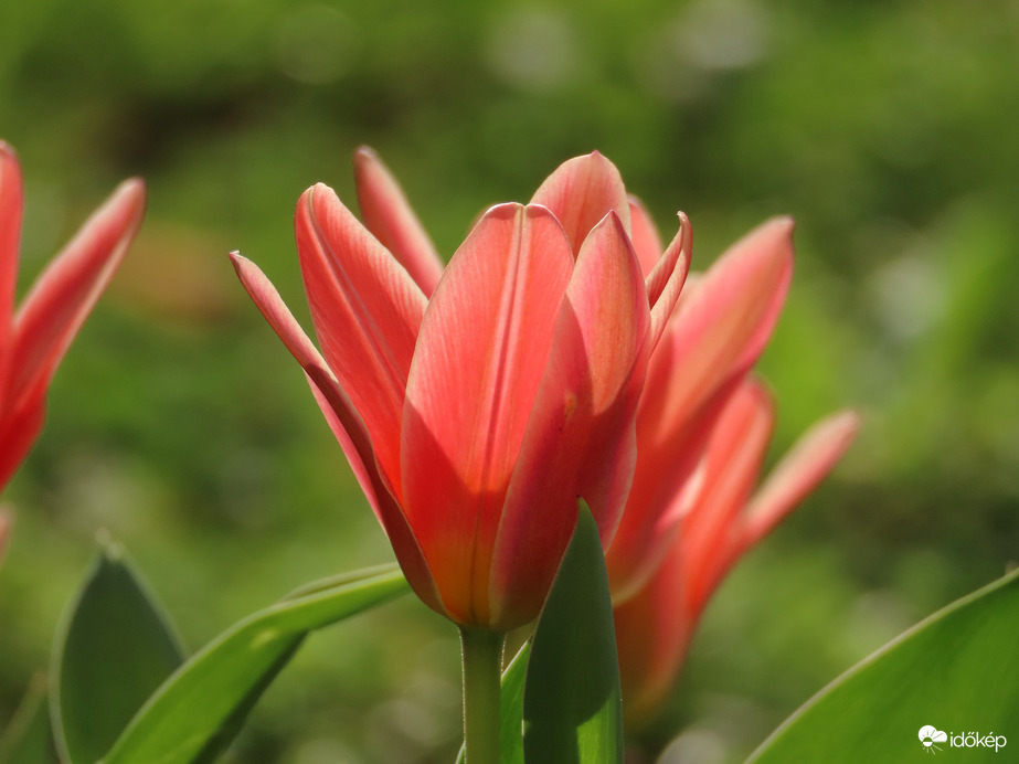 Fénnyel átvilágítva