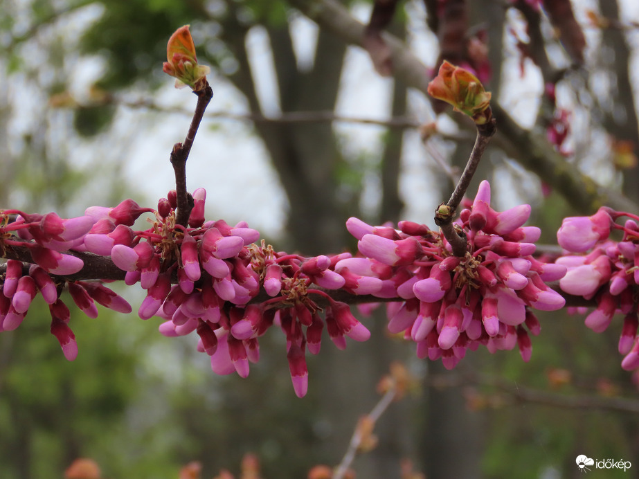 A Sportligetben láttam