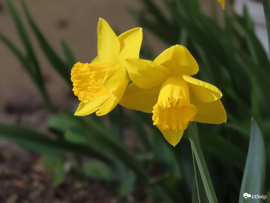 Nárciszok a fényben