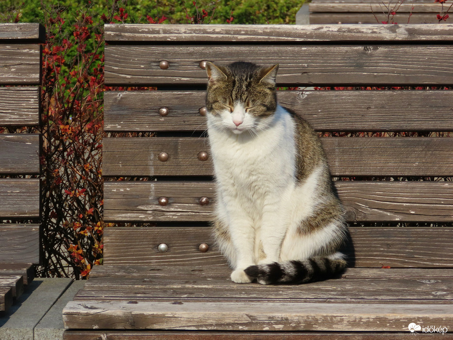 Napozás a tóparti padon