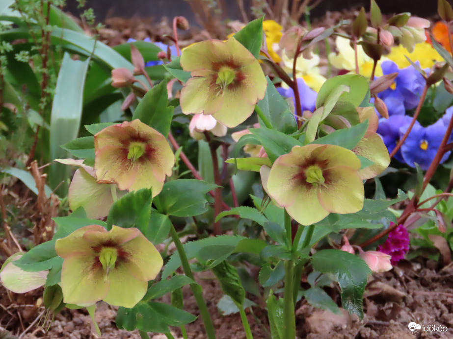 Tegnap még szépek voltak a virágok