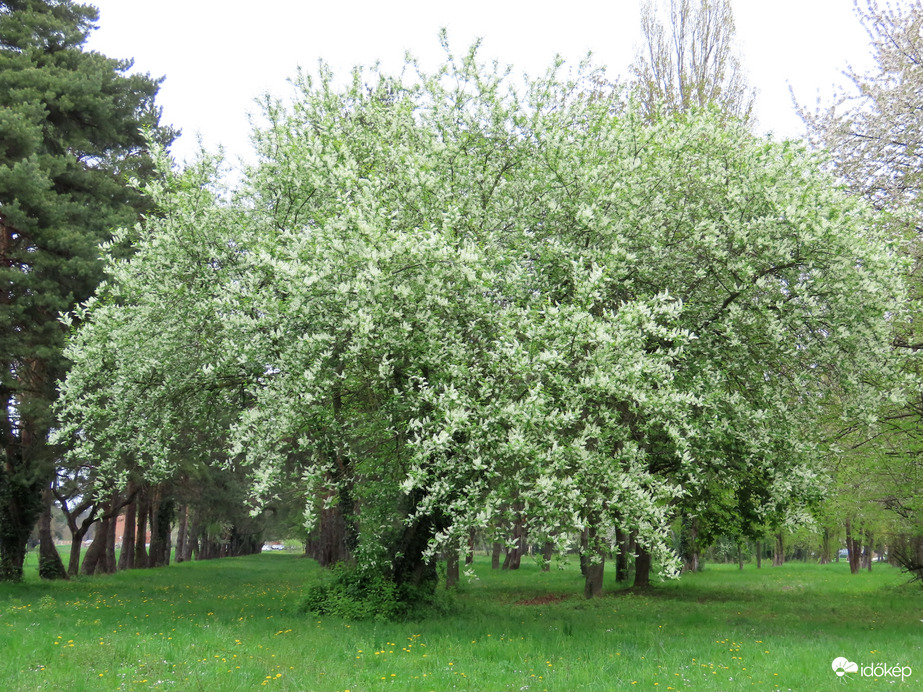 Messziről érezni az illatát