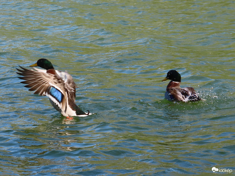 Pancsoló gácsérok