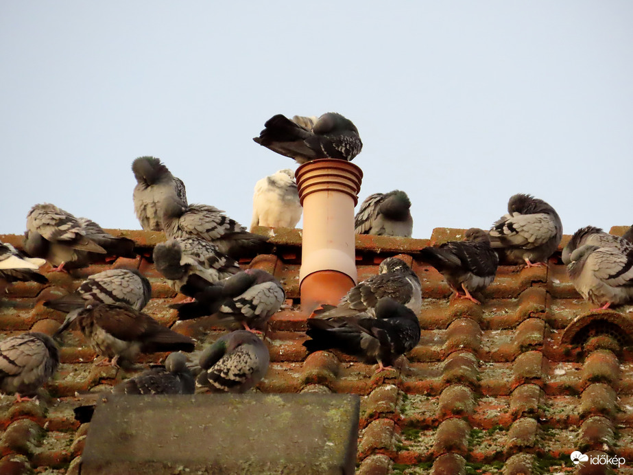 Tollászkodás napsütésre várakozva