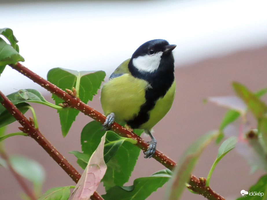 Kíváncsiskodó Széncinege