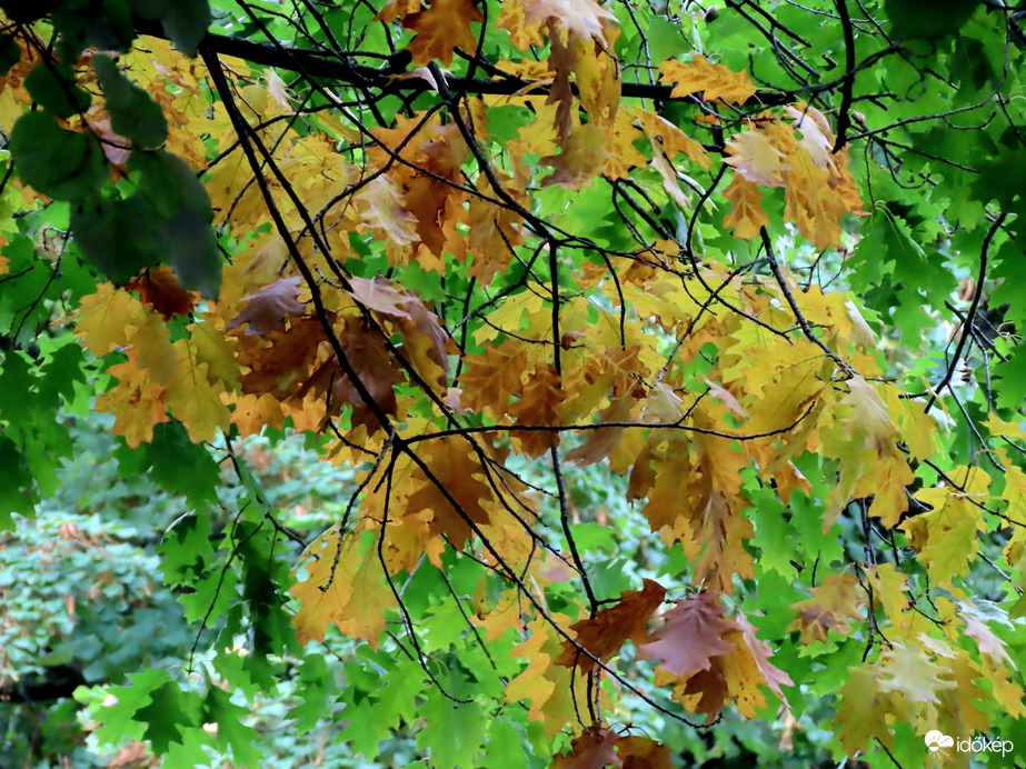 Az ősz színei borús időben