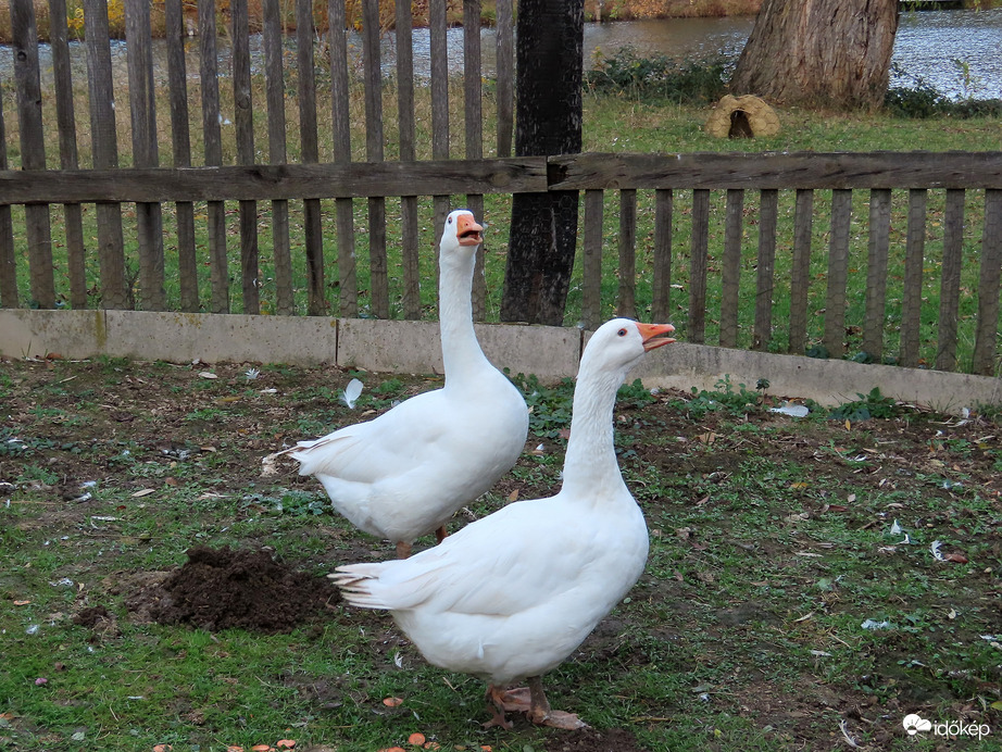 Gágogó páros