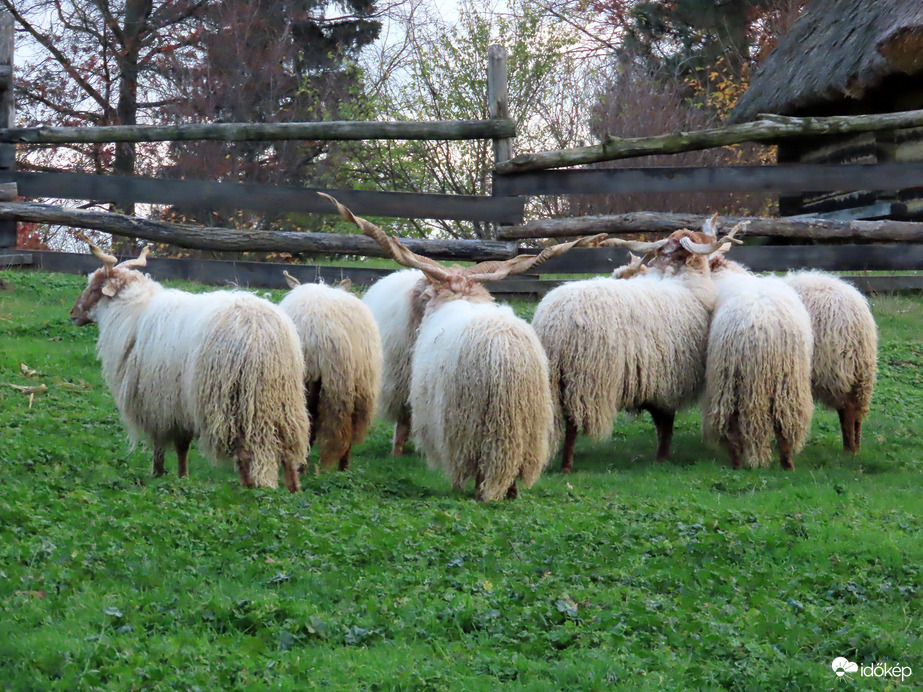 Kupaktanács