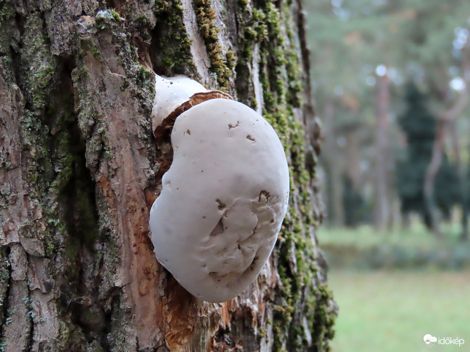 Egy fatörzsön láttam