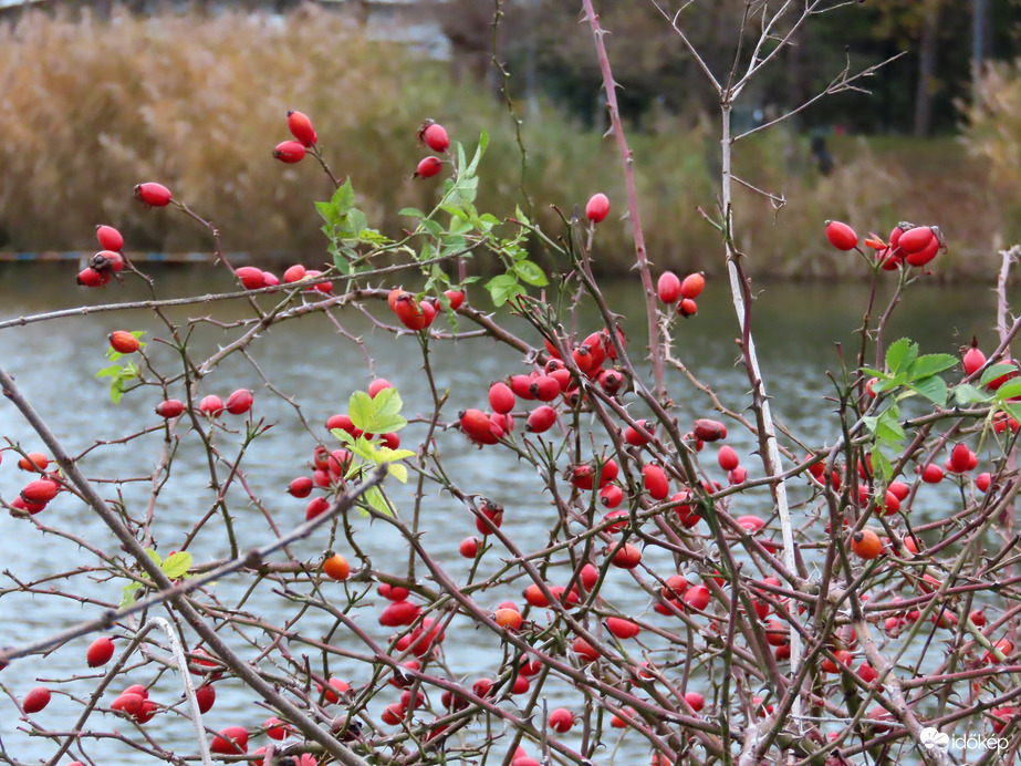Csipkebokor a tó partján