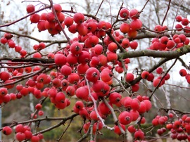 Dús termés a Díszalmafán