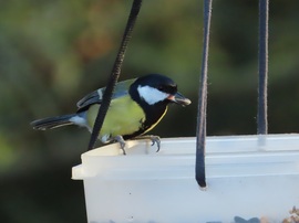 Alig fér el a csőrömben!