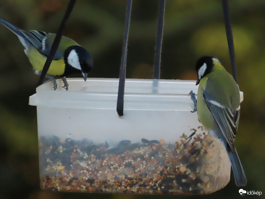 Vajon melyik finomabb?