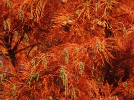 Még vörösen virít