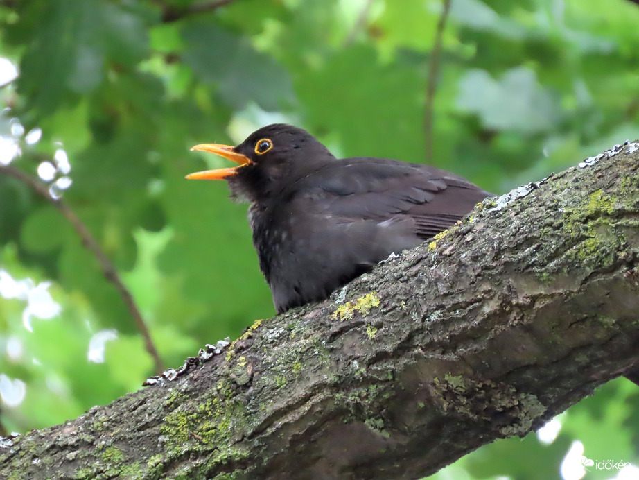 Fütyörészni mindig jó!
