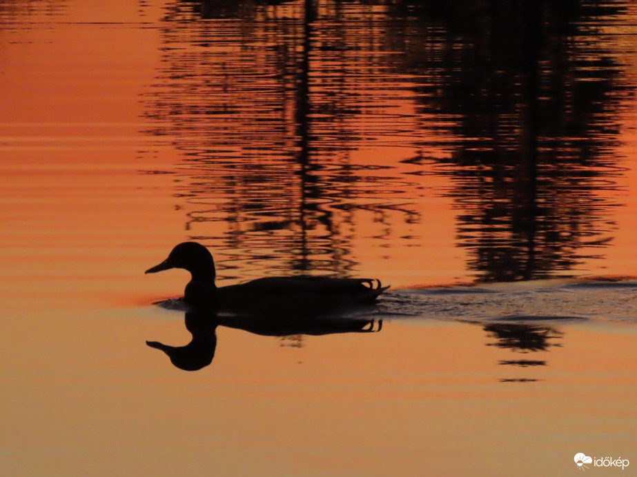 Úszás alkonyatkor