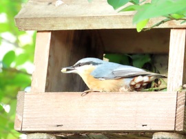 Jó, hogy ide is tettél magot!