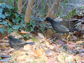 Mi a bokor alatt takarítunk! Sok lehullik a cinkegolyóról.