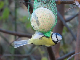Cukiság a cinkegolyón