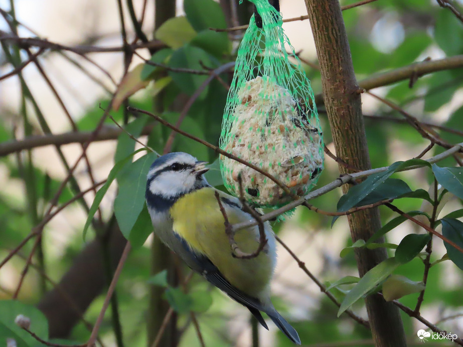 Itt is van finomság!