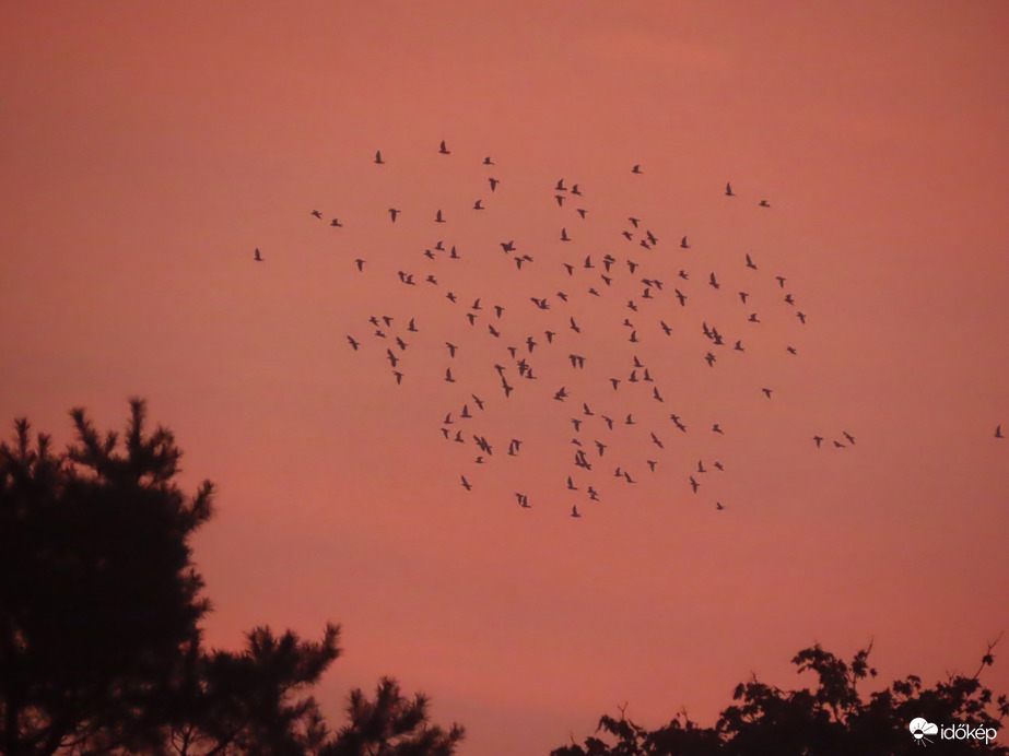 Galambcsapat a pirkadati égbolton