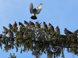 Nekem is jut még hely?