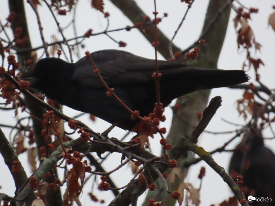 Reggeliző Vetési varjú