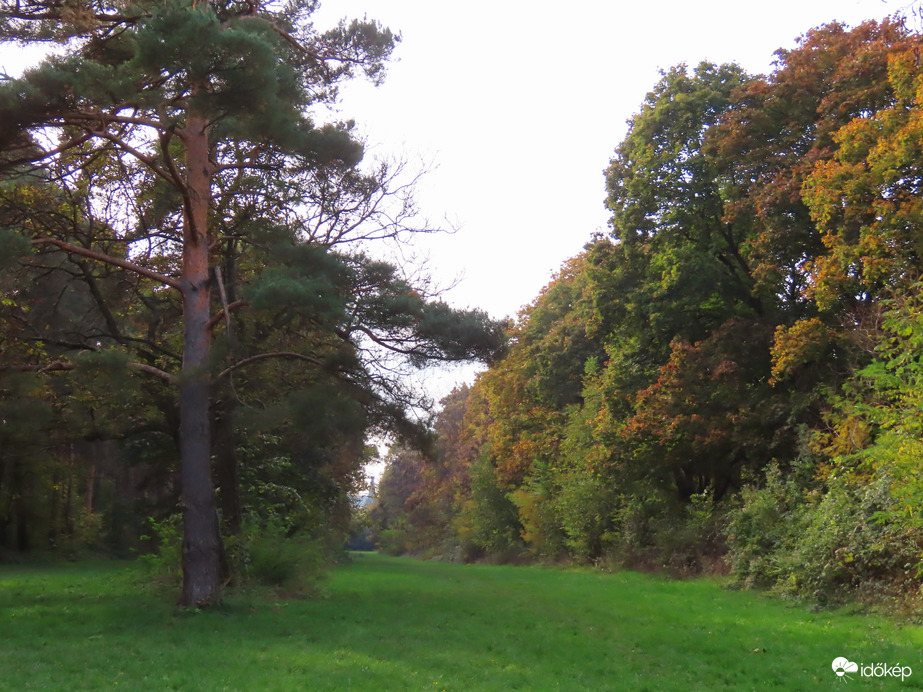 Örökzöldek és lombhullatók