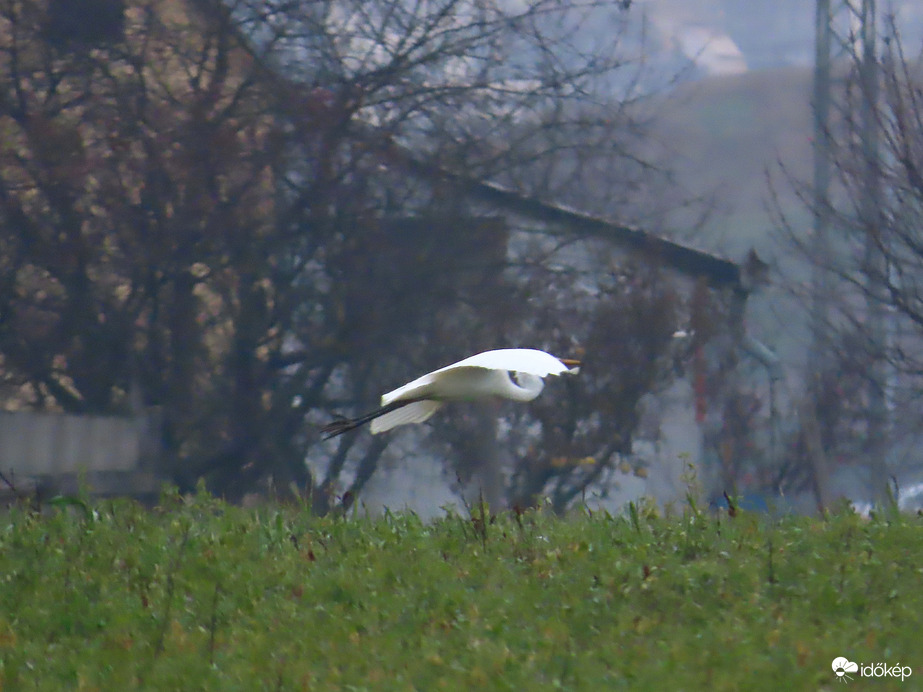 Egyikük szárnyra kapott