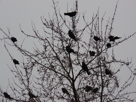 Reggeli röpgyűlés