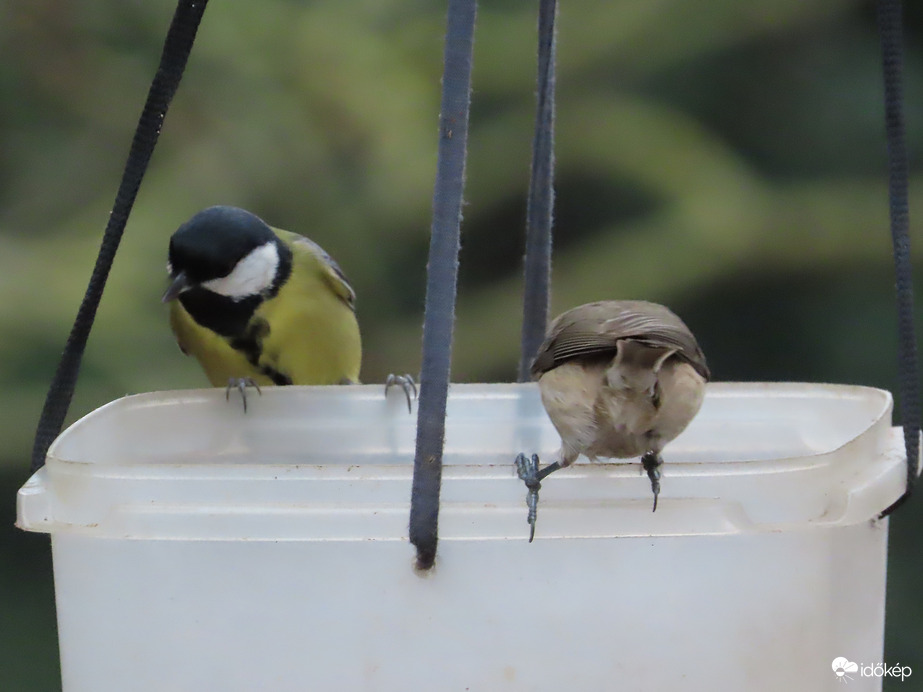 Nagy a forgalom a sziget etetőjén