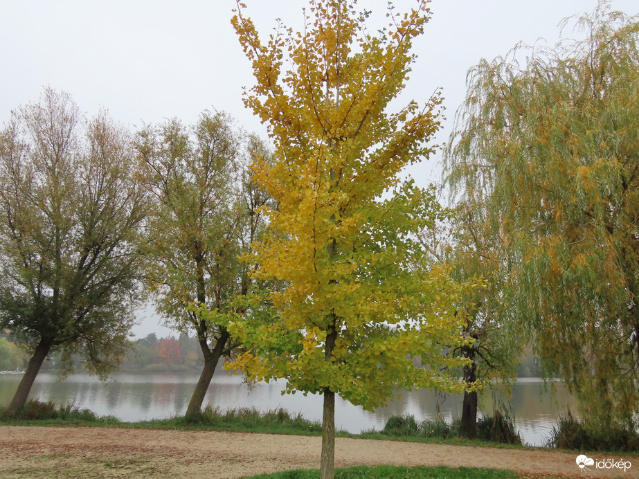 Sárgul a Ginkgo Biloba