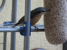 Nagy a délutáni sürgés-forgás 6.