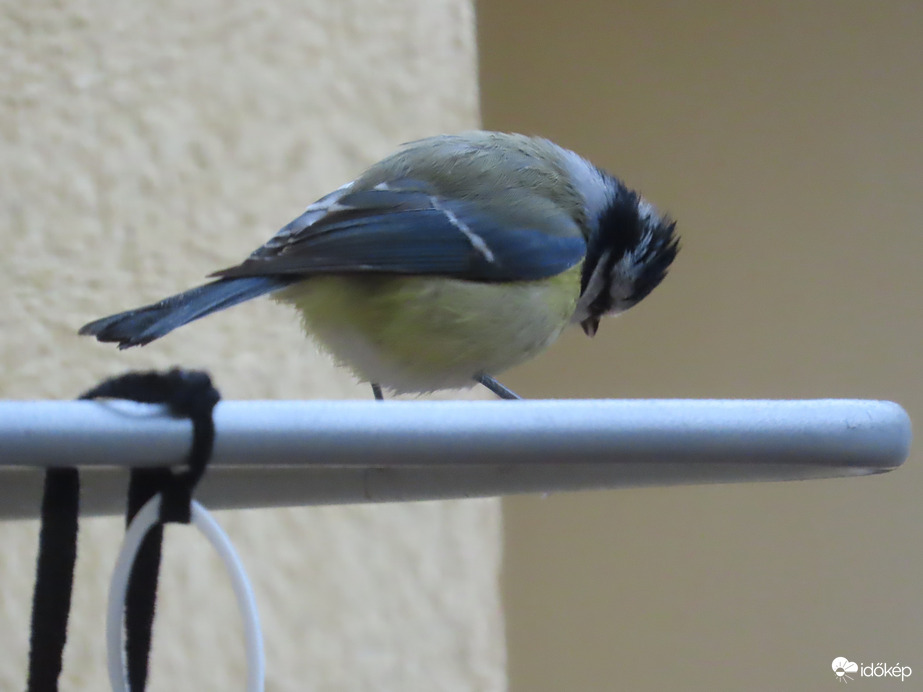 Nagy a délutáni sürgés-forgás 5.