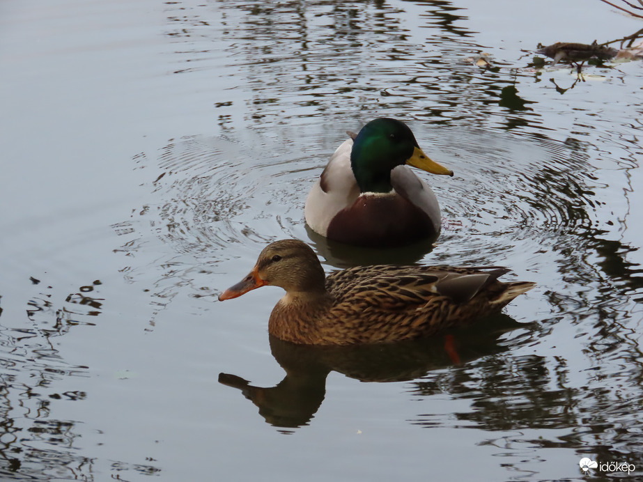 Kíváncsi récepár