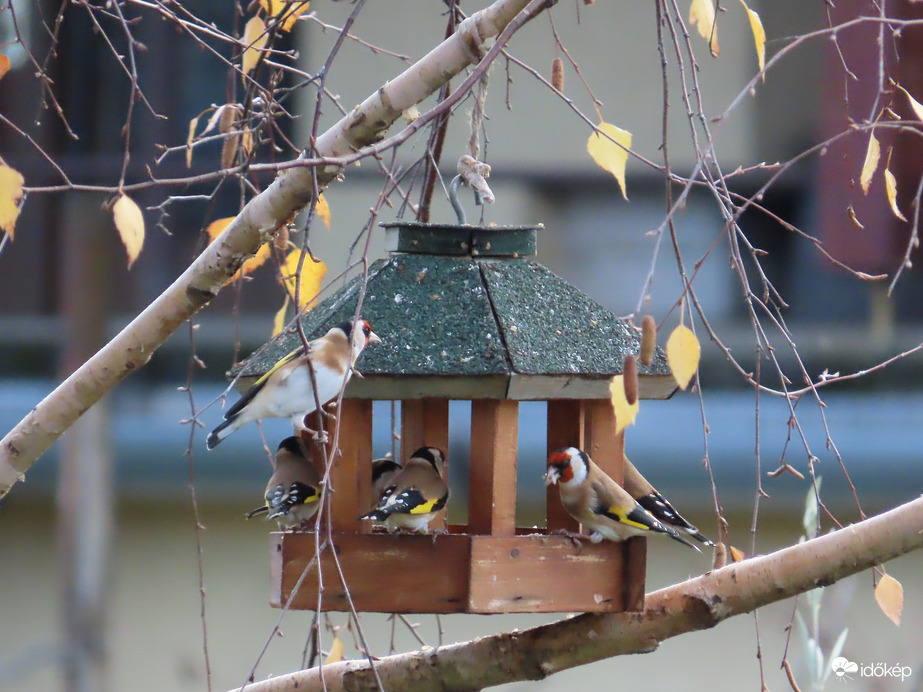 Tengelicek az etetőn