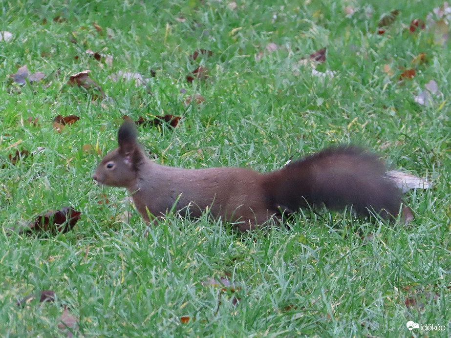 Alig látszom ki a fűből!