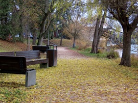 A Csavartfűz is lehullatta leveleit