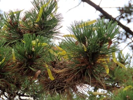 Most a fenyőt díszítik