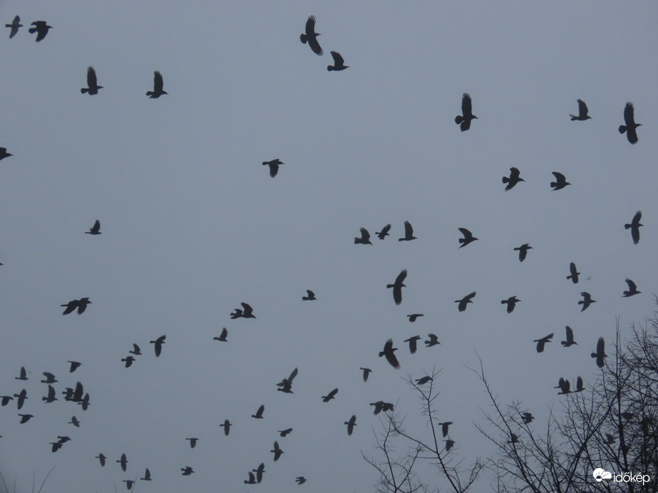 A fekete sereg szárnyra kapott