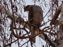 Karvaly figyelőállásban