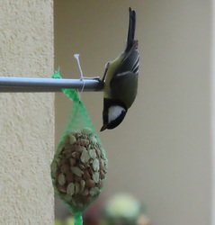 Óvatos megközelítés