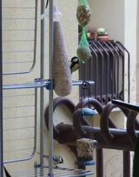 Délelőtti sürgés-forgás