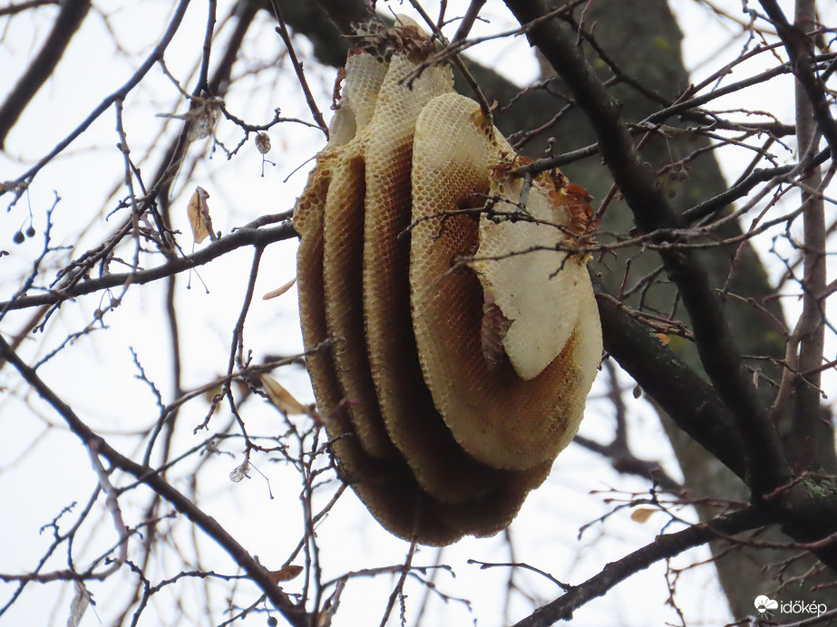 Faágon lógó méhkaptár